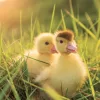 Falinaptár képes lemeznaptár 300x300mm, Animal Cuties Realsystem 2027.