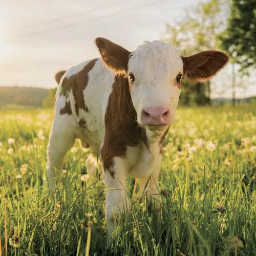 Falinaptár képes lemeznaptár 300x300mm, Animal Cuties Realsystem 2027.