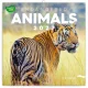 Falinaptár képes lemeznaptár 300x300mm, Endangered Animals Realsystem 2027.