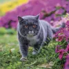 Falinaptár képes lemeznaptár 300x300mm, Cats Realsystem 2027.