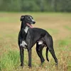 Falinaptár képes lemeznaptár 300x300mm, Dogs Realsystem 2027.
