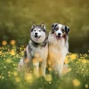 Falinaptár képes lemeznaptár 300x300mm, Dogs Realsystem 2027.