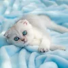 Falinaptár képes lemeznaptár 300x300mm, Kittens Realsystem 2027.