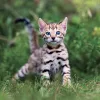 Falinaptár képes lemeznaptár 300x300mm, Kittens Realsystem 2027.