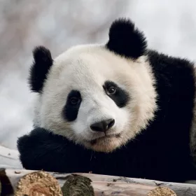   Falinaptár képes lemeznaptár 300x300mm, Pandas Realsystem 2027.