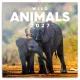 Falinaptár képes lemeznaptár 300x300mm, Wild Animals Realsystem 2027.