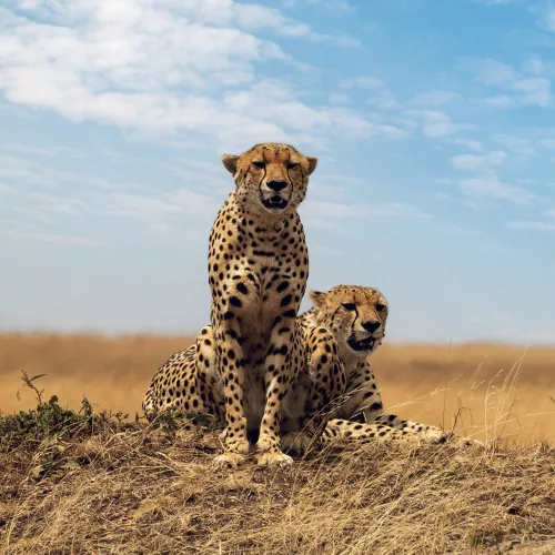 Falinaptár képes lemeznaptár 300x300mm, Wild Animals Realsystem 2027.