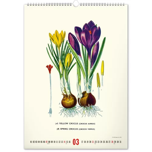 Falinaptár képes  330×460mm Vintage Posters-Herbarium Realsystem 2027.