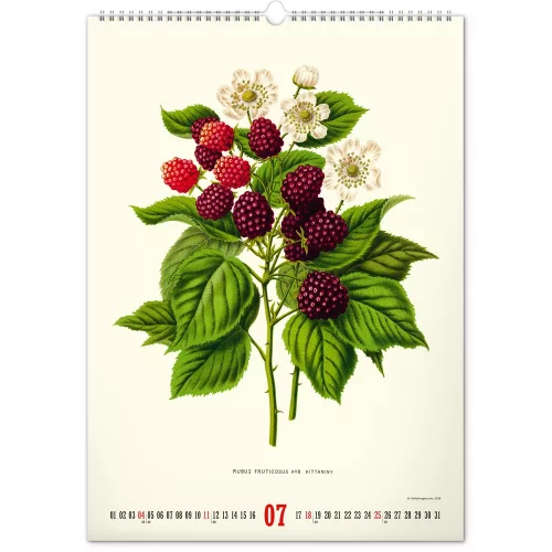 Falinaptár képes  330×460mm Vintage Posters-Herbarium Realsystem 2027.