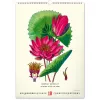 Falinaptár képes  330×460mm Vintage Posters-Herbarium Realsystem 2027.