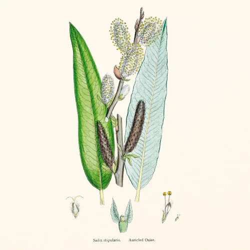 Falinaptár képes lemeznaptár 300x300mm, Herbarium Realsystem 2027.