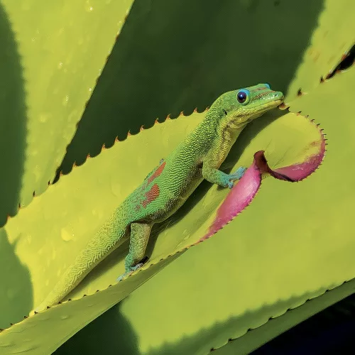 Falinaptár képes lemeznaptár 300x300mm, Lizards Realsystem 2027.